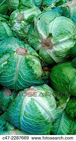 Cabbages View Large Photo Image Stock Photo - Cabbages. Fotosearch