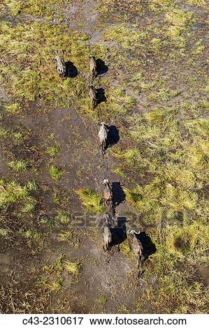 Cape Buffalo (Syncerus caffer caffer), roaming herd in a freshwater marsh, aerial view, Okavango Delta, Moremi Game Reserve, Botswana. View Large Photo Image Stock Photo - Cape Buffalo (Syncerus caffer caffer), roaming herd in a freshwater marsh, aerial view, Okavango Delta, Moremi Game Reserve, Botswana.. Fotosearch