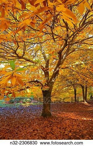 Stock Image - Chesnut forest Castanea sativa, Valle del Genal, Autumn, Genal Valley, Genal river valley, Serranía de Ronda, Málaga province, Andalusia. Spain.. Fotosearch
