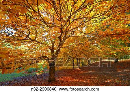 Chesnut forest Castanea sativa, Valle del Genal, Autumn, Genal Valley, Genal river valley, Serranía de Ronda, Málaga province, Andalusia. Spain. View Large Photo Image Stock Image - Chesnut forest Castanea sativa, Valle del Genal, Autumn, Genal Valley, Genal river valley, Serranía de Ronda, Málaga province, Andalusia. Spain.. Fotosearch