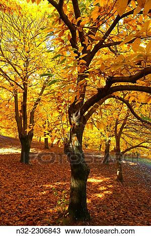 Chesnut forest Castanea sativa, Valle del Genal, Autumn, Genal Valley, Genal river valley, Serranía de Ronda, Málaga province, Andalusia. Spain. View Large Photo Image Stock Image - Chesnut forest Castanea sativa, Valle del Genal, Autumn, Genal Valley, Genal river valley, Serranía de Ronda, Málaga province, Andalusia. Spain.. Fotosearch
