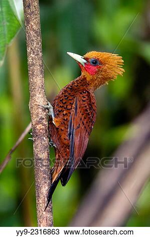 Stock Image - Chestnut-colored Woodpecker (Celeus castaneus) - Boca Tapada, San Carlos, Costa Rica.. Fotosearch