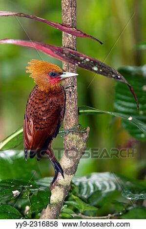 Stock Photo - Chestnut-colored Woodpecker (Celeus castaneus) - Boca Tapada, San Carlos, Costa Rica.. Fotosearch