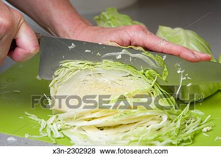 Chopping a head of cabbage (Brassica oleracea). View Large Photo Image Stock Photo - Chopping a head of cabbage (Brassica oleracea).. Fotosearch