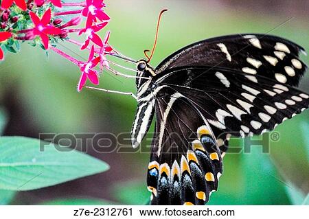 Close-up of a swallowtail butterfly sipping nectar. View Large Photo Image Stock Image - Close-up of a swallowtail butterfly sipping nectar.. Fotosearch