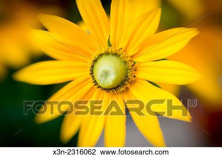 Close-up of Black-Eyed Susan flower in Fallston, Maryland, USA. View Large Photo Image Stock Image - Close-up of Black-Eyed Susan flower in Fallston, Maryland, USA.. Fotosearch