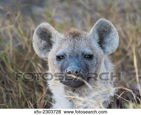Stock Photo - Close up of spotted hyena Crocuta crocuta. Amboseli. Kenya. Africa.. Fotosearch