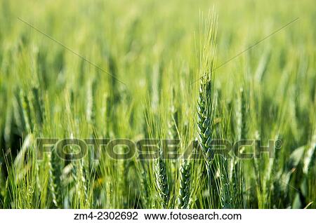 Close-up of wheat field in Whitman County in the Palouse near Pullman, Washington State, USA. View Large Photo Image Stock Image - Close-up of wheat field in Whitman County in the Palouse near Pullman, Washington State, USA.. Fotosearch