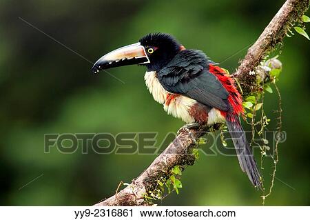 Stock Image - Collared Aracari - La Laguna del Lagarto Lodge - Boca Tapada, San Carlos, Costa Rica.. Fotosearch