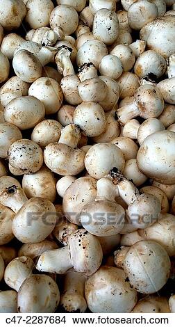 Common mushrooms View Large Photo Image Picture - Common mushrooms. Fotosearch