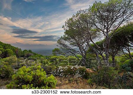 Concejo pinewood in Cadalso de los Vidrios. Madrid. Spain. Europe. View Large Photo Image Stock Image - Concejo pinewood in Cadalso de los Vidrios. Madrid. Spain. Europe.. Fotosearch