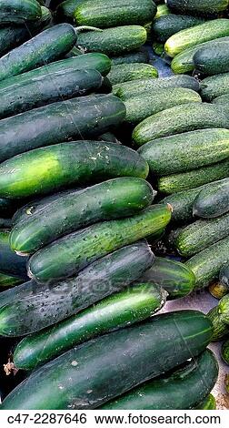 Cucumbers View Large Photo Image Stock Photograph - Cucumbers. Fotosearch