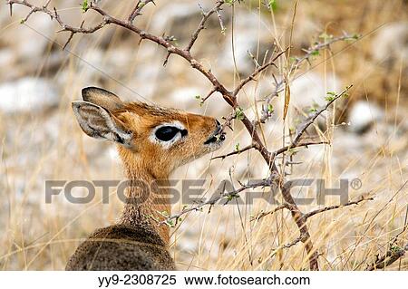 Damara Dik-Dik (Madoqua kirki) - Etosha National Park - Namibia, Africa. View Large Photo Image Stock Photography - Damara Dik-Dik (Madoqua kirki) - Etosha National Park - Namibia, Africa.. Fotosearch