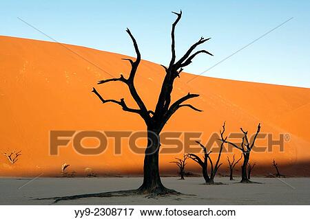 Stock Photo - Dead Vlei in Sossusvlei National Park - Namib-Naukluft National Park, Namibia, Africa.. Fotosearch