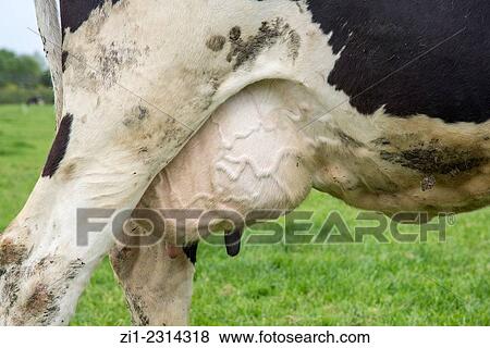 Stock Photo - detail of udder from black and white heifer cow in holland. Fotosearch