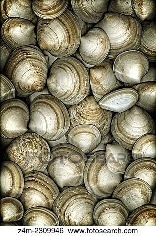 Dozens of Cockle shells provide a nice texture and pattern. Eastern Coastal region, USA View Large Photo Image Stock Photograph - Dozens of Cockle shells provide a nice texture and pattern. Eastern Coastal region, USA. Fotosearch