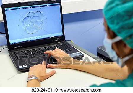 Embryo selection for IVF, URA, ARU, Assisted Reproduction Unit, In Vitro Fertilisation, Intra Cytoplasmic Sperm Injection, Hospital Donostia, San Sebastian, Gipuzkoa, Basque Country, Spain View Large Photo Image Stock Image - Embryo selection for IVF, URA, ARU, Assisted Reproduction Unit, In Vitro Fertilisation, Intra Cytoplasmic Sperm Injection, Hospital Donostia, San Sebastian, Gipuzkoa, Basque Country, Spain. Fotosearch