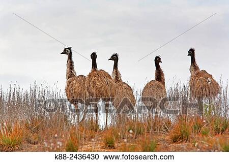 Emus (Dromaius novaehollandiae) in the Outback. Flinders Ranges, South Australia. View Large Photo Image Stock Image - Emus (Dromaius novaehollandiae) in the Outback. Flinders Ranges, South Australia.. Fotosearch