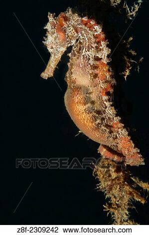Stock Image - Estuary Seahorse.. Fotosearch
