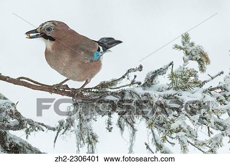 Stock Image - Eurasian jay sitting in a snowy spruce with a peanut in his beak, Gällivare, Swedish lapland.. Fotosearch