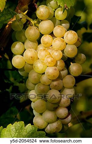 Europe, Switzerland, Canton Vaud, La Côte, district of Morges, Aubonne vineyards, bunch of ripe white grapes ready for harvest View Large Photo Image Picture - Europe, Switzerland, Canton Vaud, La Côte, district of Morges, Aubonne vineyards, bunch of ripe white grapes ready for harvest. Fotosearch