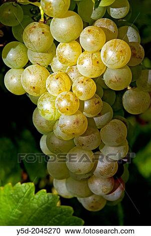 Europe, Switzerland, Canton Vaud, La Côte, district of Morges, Féchy vineyards, bunch of ripe white grapes ready for harvest View Large Photo Image Stock Image - Europe, Switzerland, Canton Vaud, La Côte, district of Morges, Féchy vineyards, bunch of ripe white grapes ready for harvest. Fotosearch
