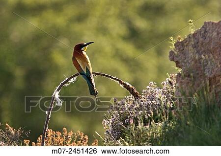 European Bee eater merops apiaster, Spain, Europe View Large Photo Image Stock Photograph - European Bee eater merops apiaster, Spain, Europe. Fotosearch