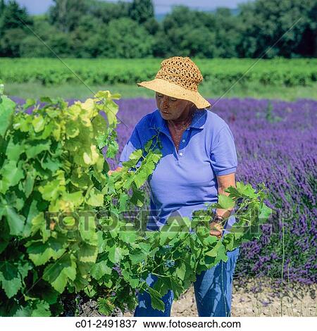 Female wine grower inspecting Côtes-du-Rhône vineyard, Vaucluse, Provence, France. View Large Photo Image Stock Photo - Female wine grower inspecting Côtes-du-Rhône vineyard, Vaucluse, Provence, France.. Fotosearch