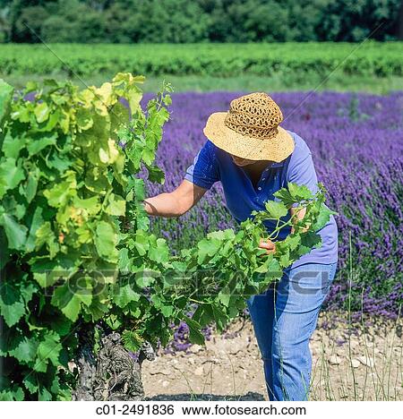 Female wine grower inspecting Côtes-du-Rhône vineyard, Vaucluse, Provence, France. View Large Photo Image Stock Photograph - Female wine grower inspecting Côtes-du-Rhône vineyard, Vaucluse, Provence, France.. Fotosearch