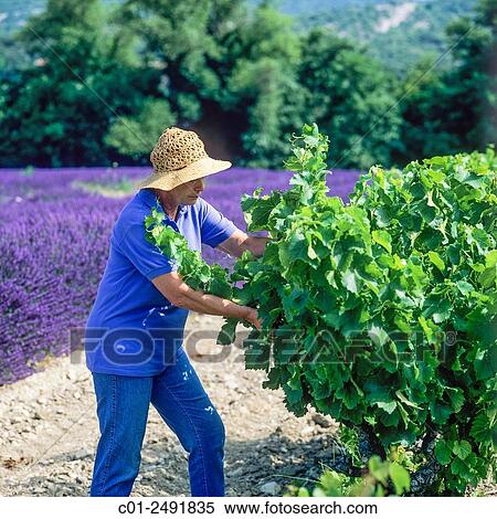 Female wine grower inspecting Côtes-du-Rhône vineyard, Vaucluse, Provence, France. View Large Photo Image Stock Photography - Female wine grower inspecting Côtes-du-Rhône vineyard, Vaucluse, Provence, France.. Fotosearch