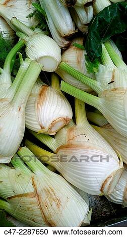Fennel View Large Photo Image Stock Image - Fennel. Fotosearch