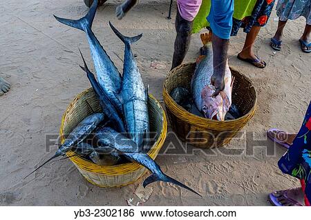 Stock Photograph - Fish For Sale, Baga Beach, Goa, India.. Fotosearch