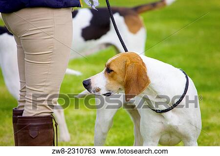Foxhound dog. Threlkeld Show, Threlkeld Keswick Lake District Cumbria England UK. View Large Photo Image Stock Image - Foxhound dog. Threlkeld Show, Threlkeld Keswick Lake District Cumbria England UK.. Fotosearch