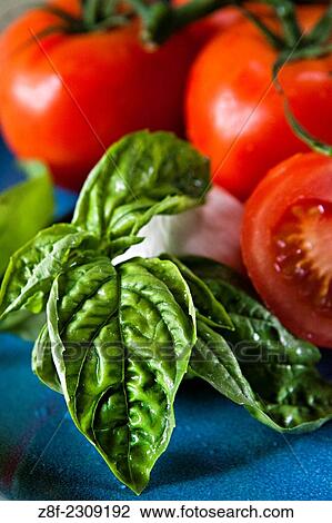 Fresh basil and tomoates are used for homemade tomato soup for a healthy gluten-free diet. View Large Photo Image Stock Image - Fresh basil and tomoates are used for homemade tomato soup for a healthy gluten-free diet.. Fotosearch