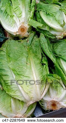 Fresh lettuces View Large Photo Image Stock Photo - Fresh lettuces. Fotosearch