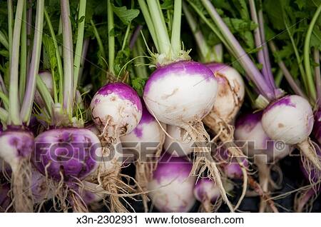 Stock Image - Freshly Harvested turnips (Brassica rapa rapa).. Fotosearch