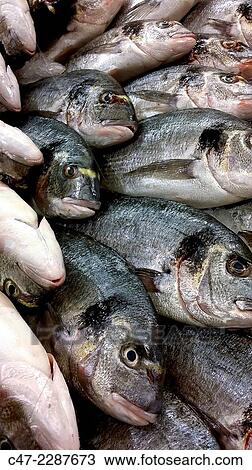 Gilthead breams View Large Photo Image Stock Image - Gilthead breams. Fotosearch