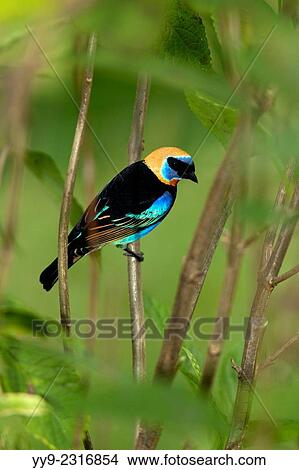 Picture - Golden-hooded Tanager - La Laguna del Lagarto Lodge - Boca Tapada, San Carlos, Costa Rica.. Fotosearch