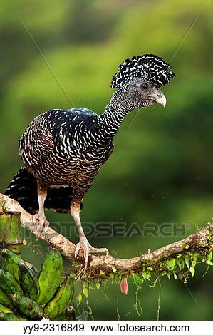 Great Curassow (Crax rubra) Juvenile - La Laguna del Lagarto Lodge - Boca Tapada, San Carlos, Costa Rica. View Large Photo Image Stock Photo - Great Curassow (Crax rubra) Juvenile - La Laguna del Lagarto Lodge - Boca Tapada, San Carlos, Costa Rica.. Fotosearch