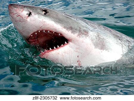 Great white shark, South Africa View Large Photo Image Stock Image - Great white shark, South Africa. Fotosearch