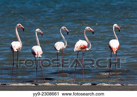 Greater Flamingos (Phoenicopterus roseus) - Diaz Point - Luderitz, Namibia, Africa. View Large Photo Image Stock Image - Greater Flamingos (Phoenicopterus roseus) - Diaz Point - Luderitz, Namibia, Africa.. Fotosearch