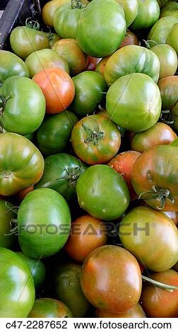 Green tomatoes View Large Photo Image Stock Image - Green tomatoes. Fotosearch
