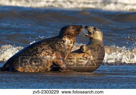 Grey Atlantic Seals-Halichoerus grypus,. Donna Nook, Lincolnshire, Uk. View Large Photo Image Stock Photo - Grey Atlantic Seals-Halichoerus grypus,. Donna Nook, Lincolnshire, Uk.. Fotosearch