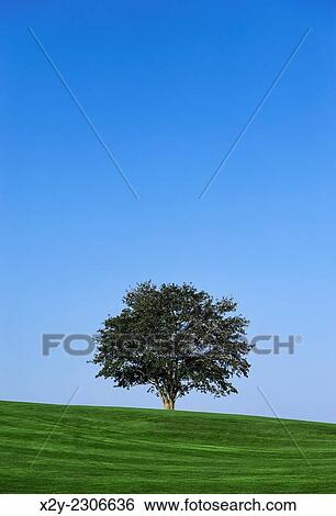 Healthy tree. View Large Photo Image Stock Photograph - Healthy tree.. Fotosearch