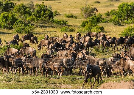 Stock Image - Herd of wildebeest. Masai Mara NP.. Fotosearch