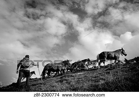 Horse exhibition held every 13th of october in Espinavell (Pyrenees) to bring the horses that have been grazing in the mountains during the summer down to the village. View Large Photo Image Picture - Horse exhibition held every 13th of october in Espinavell (Pyrenees) to bring the horses that have been grazing in the mountains during the summer down to the village.. Fotosearch