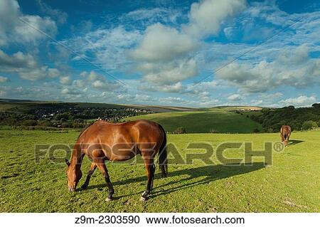 Horses grazing on the South Downs near Brighton, East Sussex, England. View Large Photo Image Stock Image - Horses grazing on the South Downs near Brighton, East Sussex, England.. Fotosearch