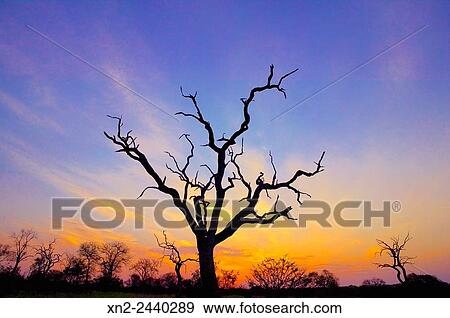 Iron Wood Tree at Dawn. Masai Mara, Kenya View Large Photo Image Stock Photo - Iron Wood Tree at Dawn. Masai Mara, Kenya. Fotosearch