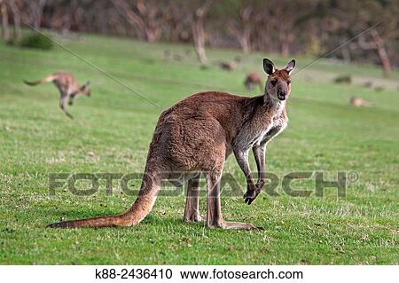 Kangaroos. Deep Creek Conservation Park, Flerieu Peninsula, South Australia. View Large Photo Image Stock Image - Kangaroos. Deep Creek Conservation Park, Flerieu Peninsula, South Australia.. Fotosearch