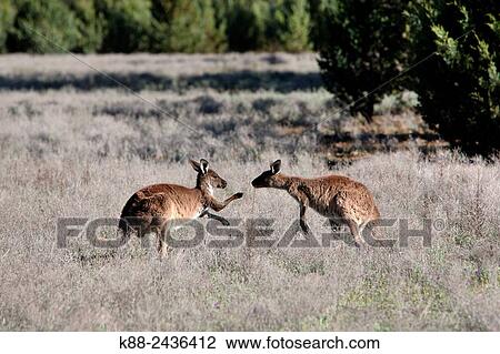 Kangaroos. Wilpena Pound, Flinders Ranges, South Australia. View Large Photo Image Stock Image - Kangaroos. Wilpena Pound, Flinders Ranges, South Australia.. Fotosearch